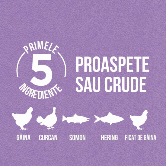 ORIJEN Kitten – hrană uscată fără cereale pentru pui de pisică, 1,8 kg